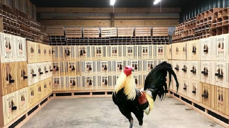 Trại gà nổi tiếng tại Đồng Nai - Đông Nam Bộ Chiến