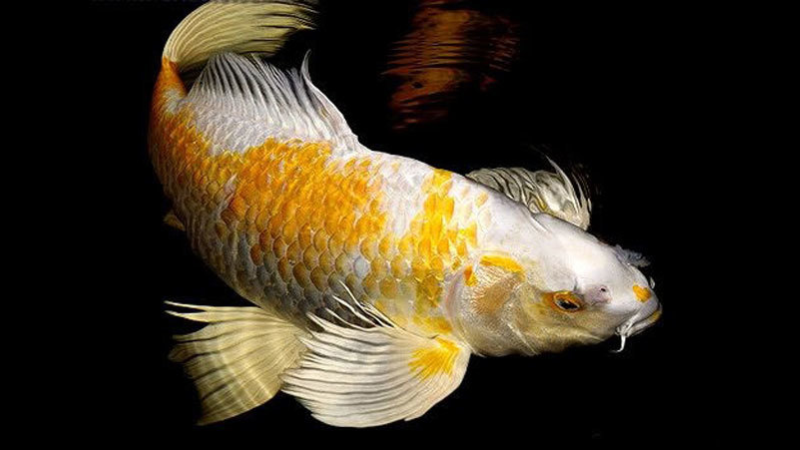 Mơ cá chép màu vàng
