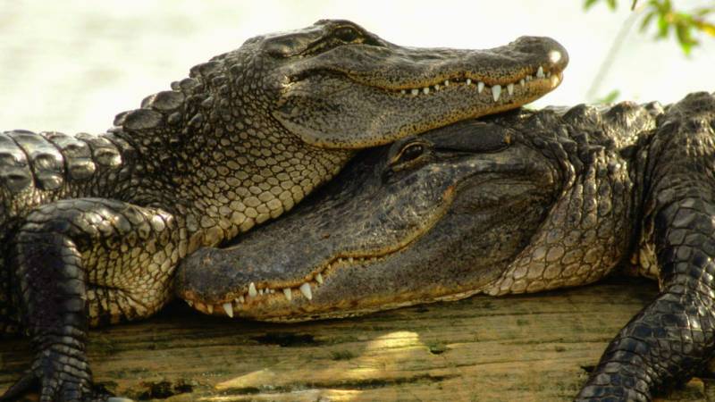 Mơ thấy 2 con cá sấu là điềm gì, đánh số mấy trúng giải lớn?