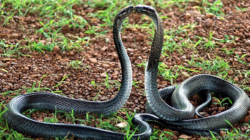 Mộng thấy 2 con rắn đen có thông điệp gì, đánh con gì?