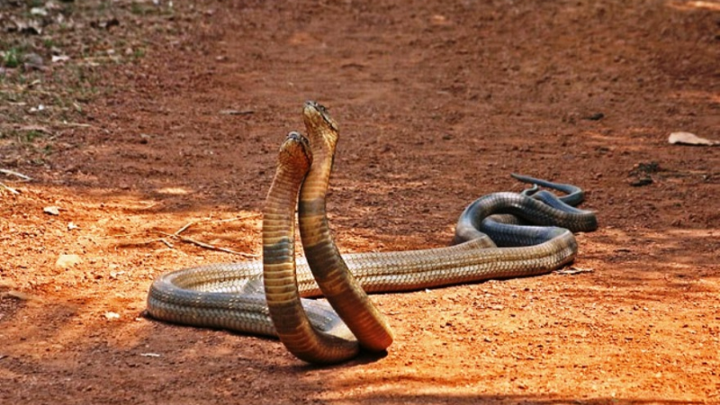 Giấc chiêm bao thấy hai con rắn đuổi theo mình 