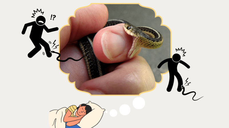 Nằm mơ thấy rắn cắn vào tay đánh con gì trúng độc đắc?